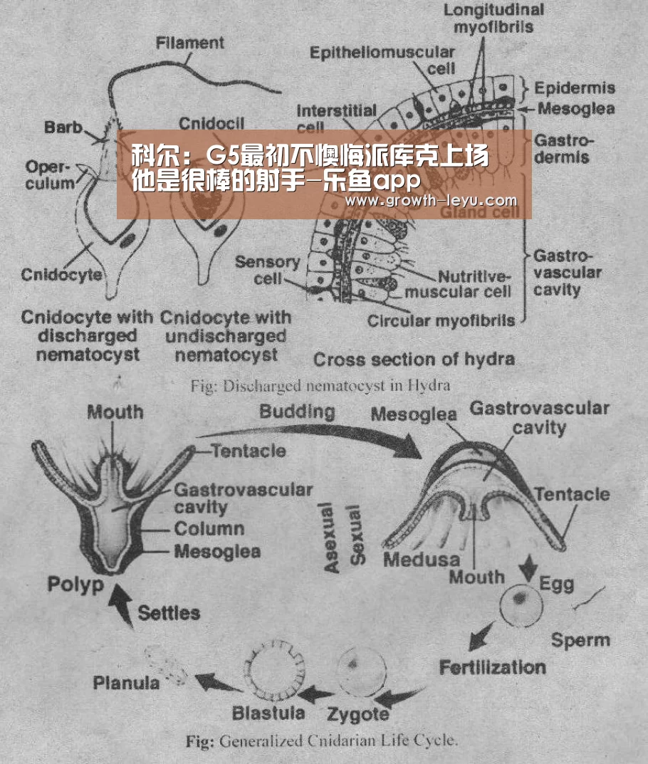 乐鱼官网