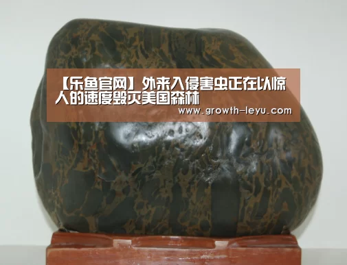 【乐鱼官网】外来入侵害虫正在以惊人的速度毁灭美国森林(图1) 乐鱼官网